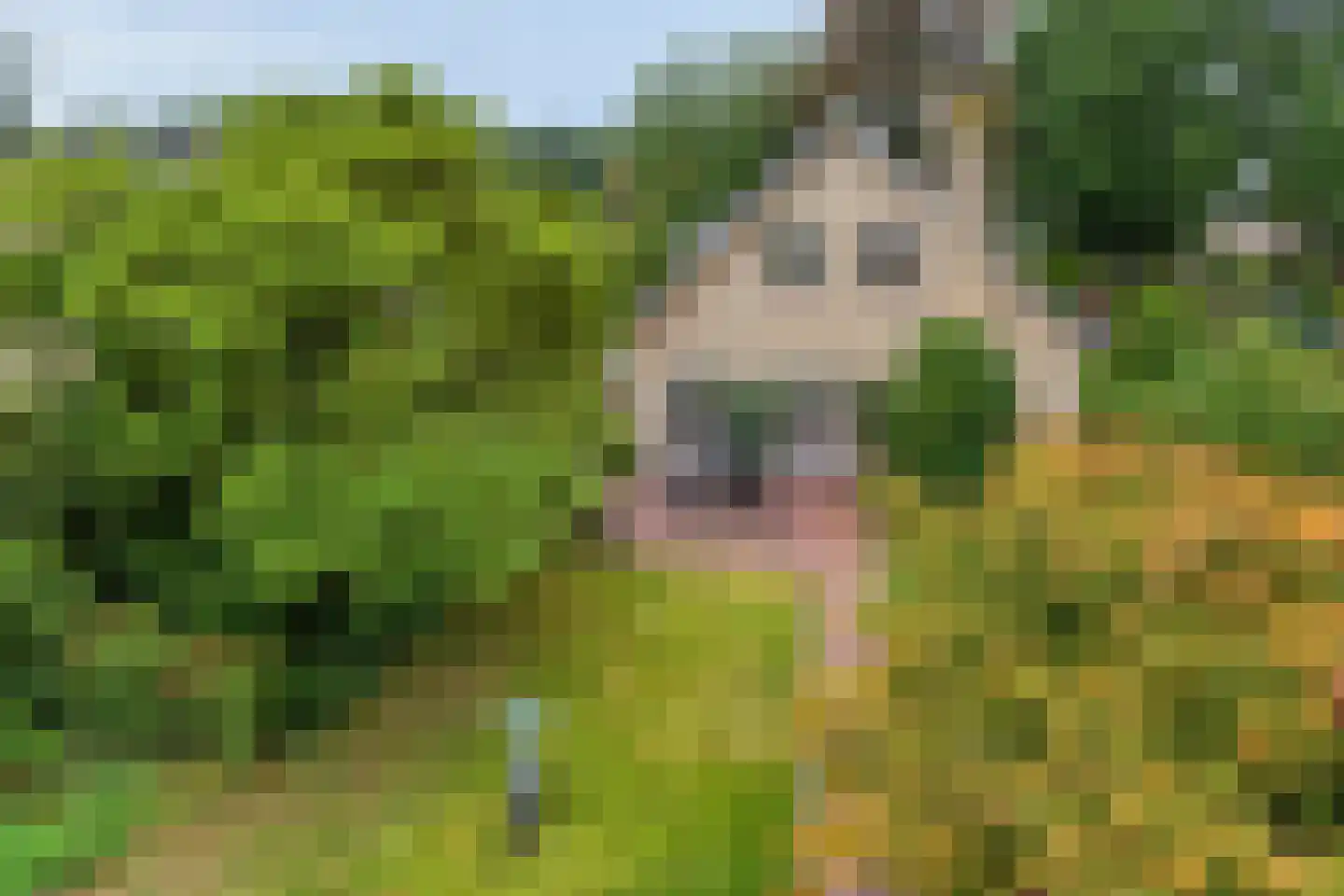 Sleedoorn 51 Geldrop thumbnail 48