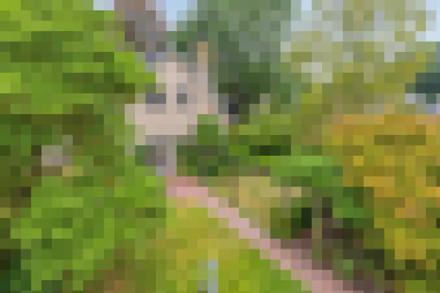 Sleedoorn 51 Geldrop thumbnail 49