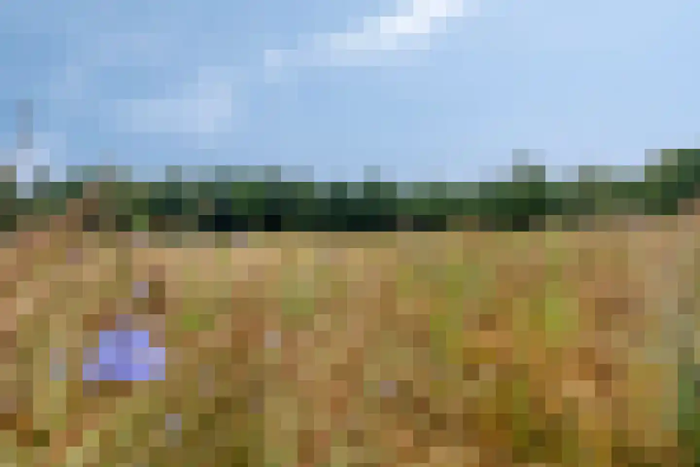 Sleedoorn 51 Geldrop thumbnail 59