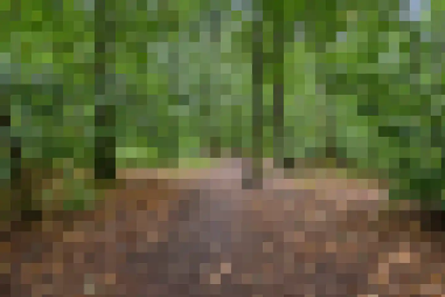 Sleedoorn 51 Geldrop thumbnail 61