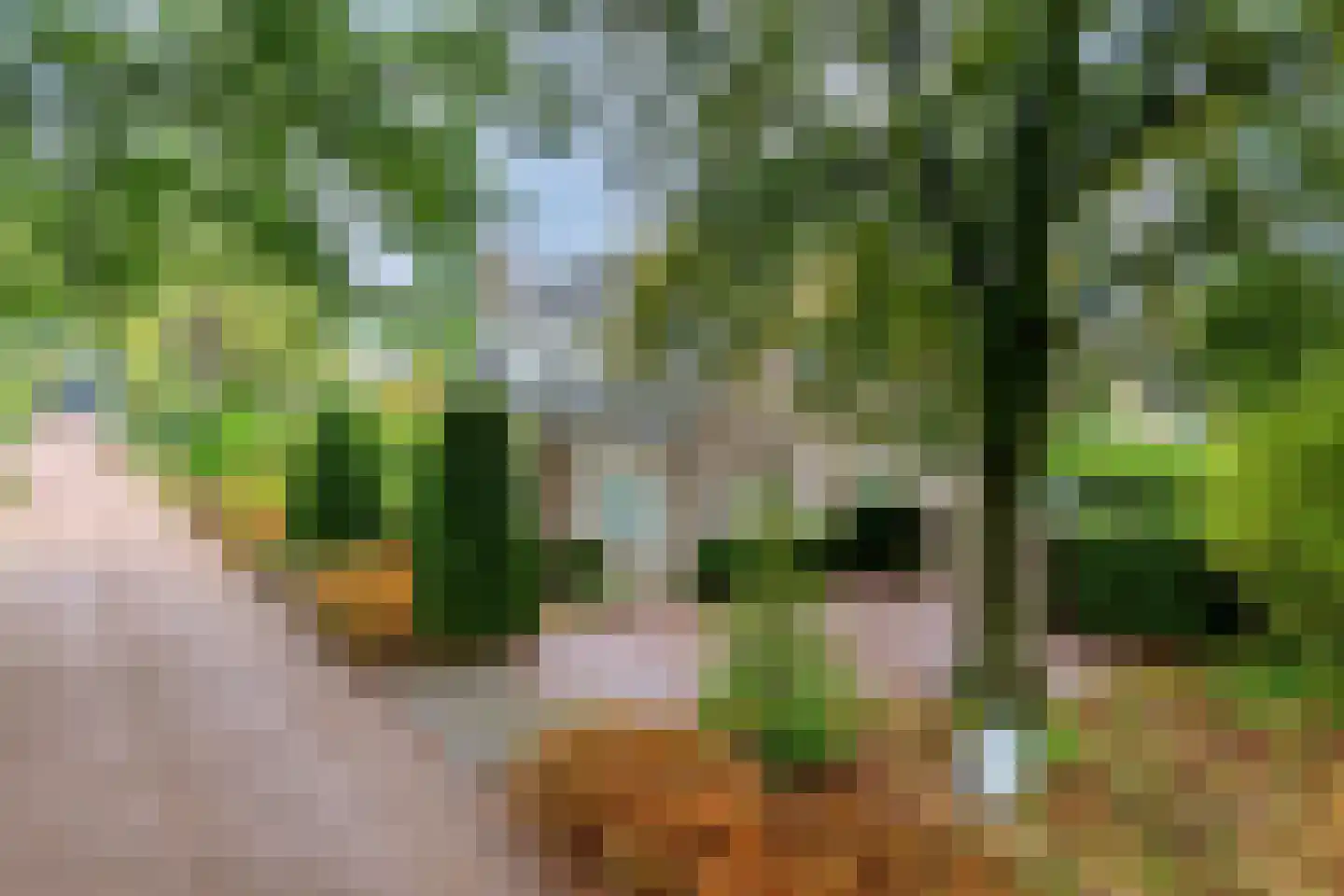 Sleedoorn 51 Geldrop thumbnail 9