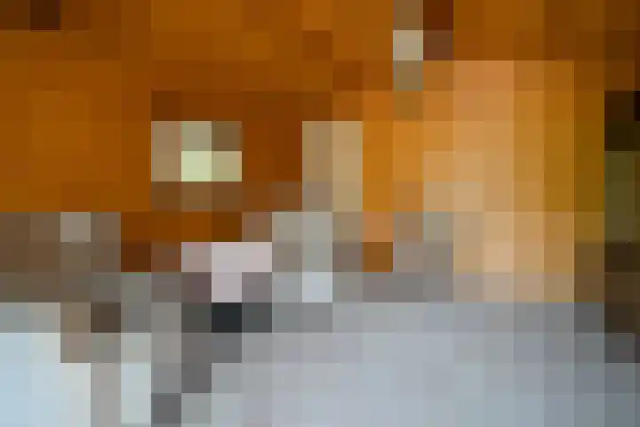Sleedoorn 7 Emmen thumbnail 36