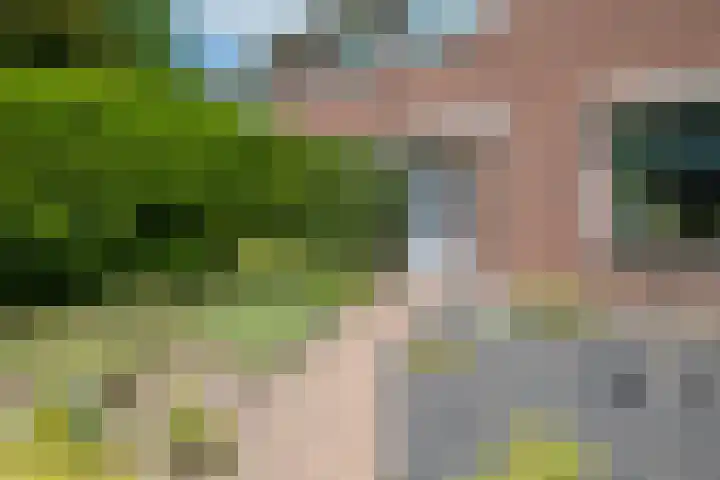 Sleedoorn 7 Emmen thumbnail 6