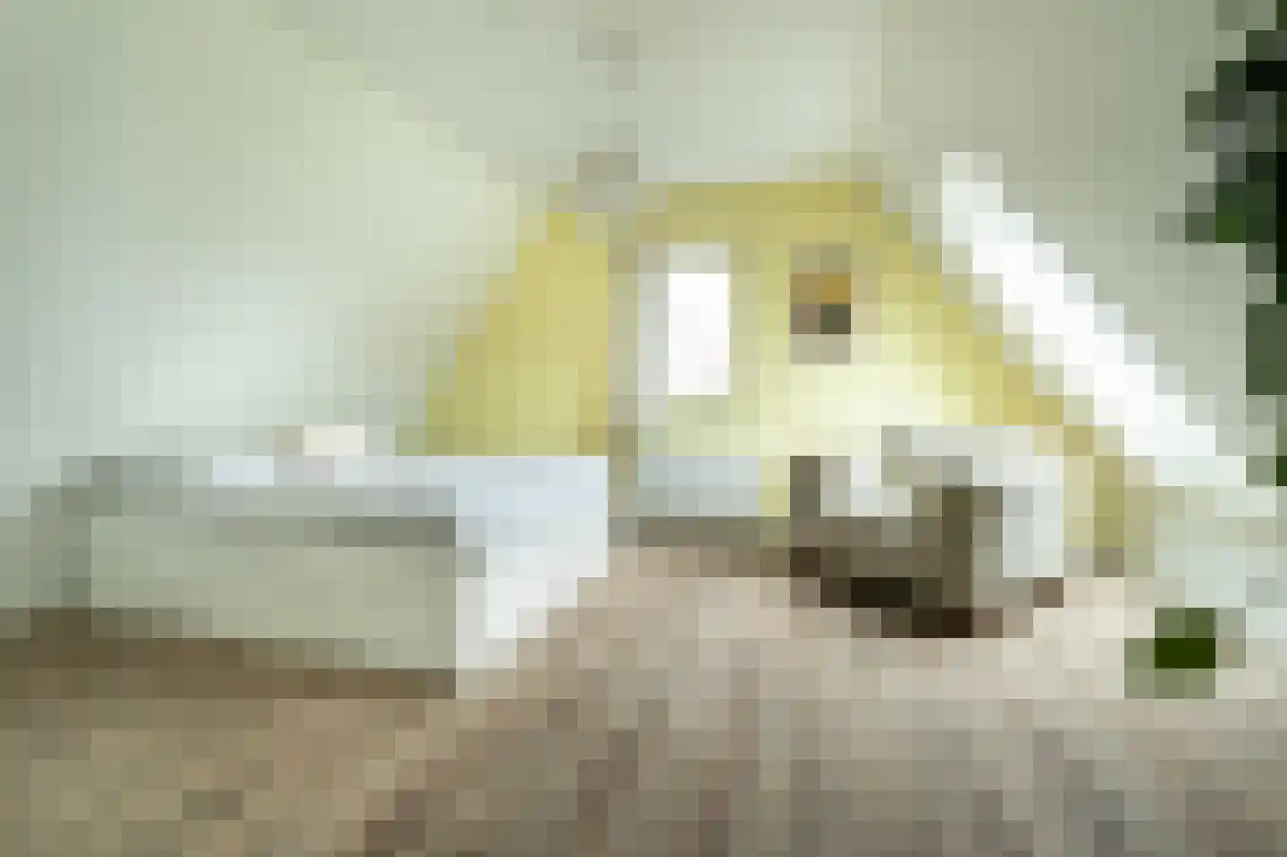 Sleedoorn 7 Heiloo thumbnail 30