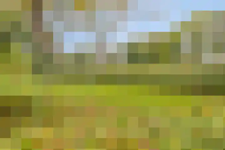 Sleedoorn 74 Cuijk thumbnail 19