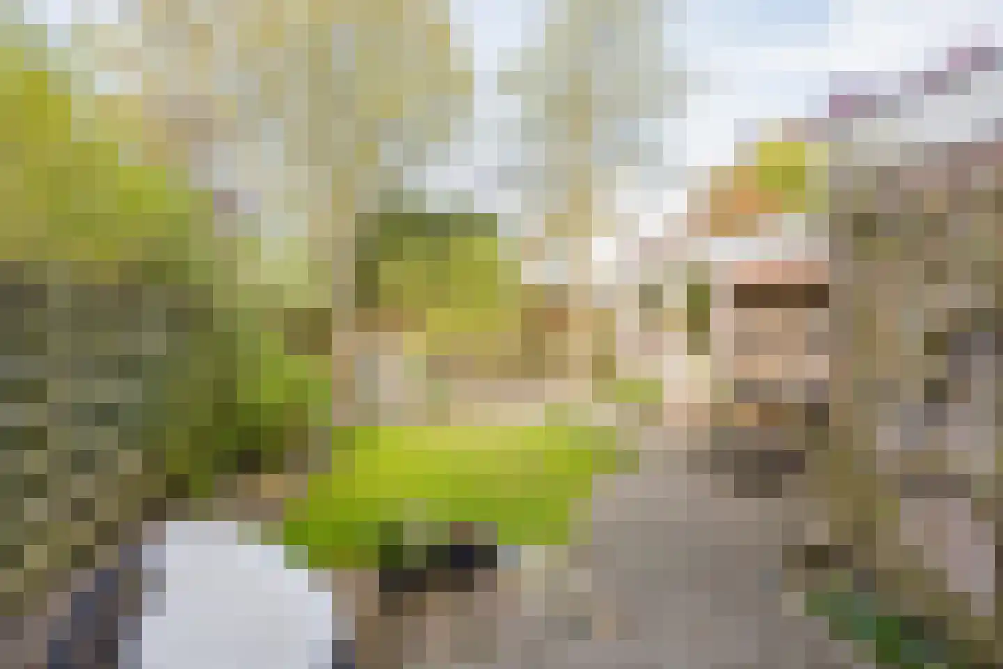 Sleedoornweg 14 Haarlem thumbnail 4