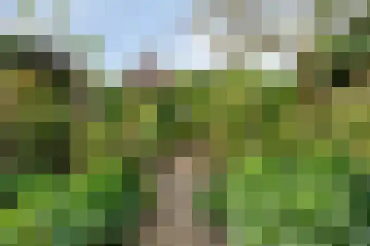 Sleestraat 20 Thorn thumbnail 68