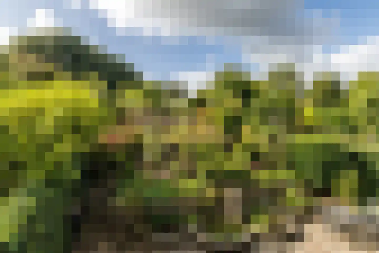 Sleijerweg 14 Sweikhuizen thumbnail 45