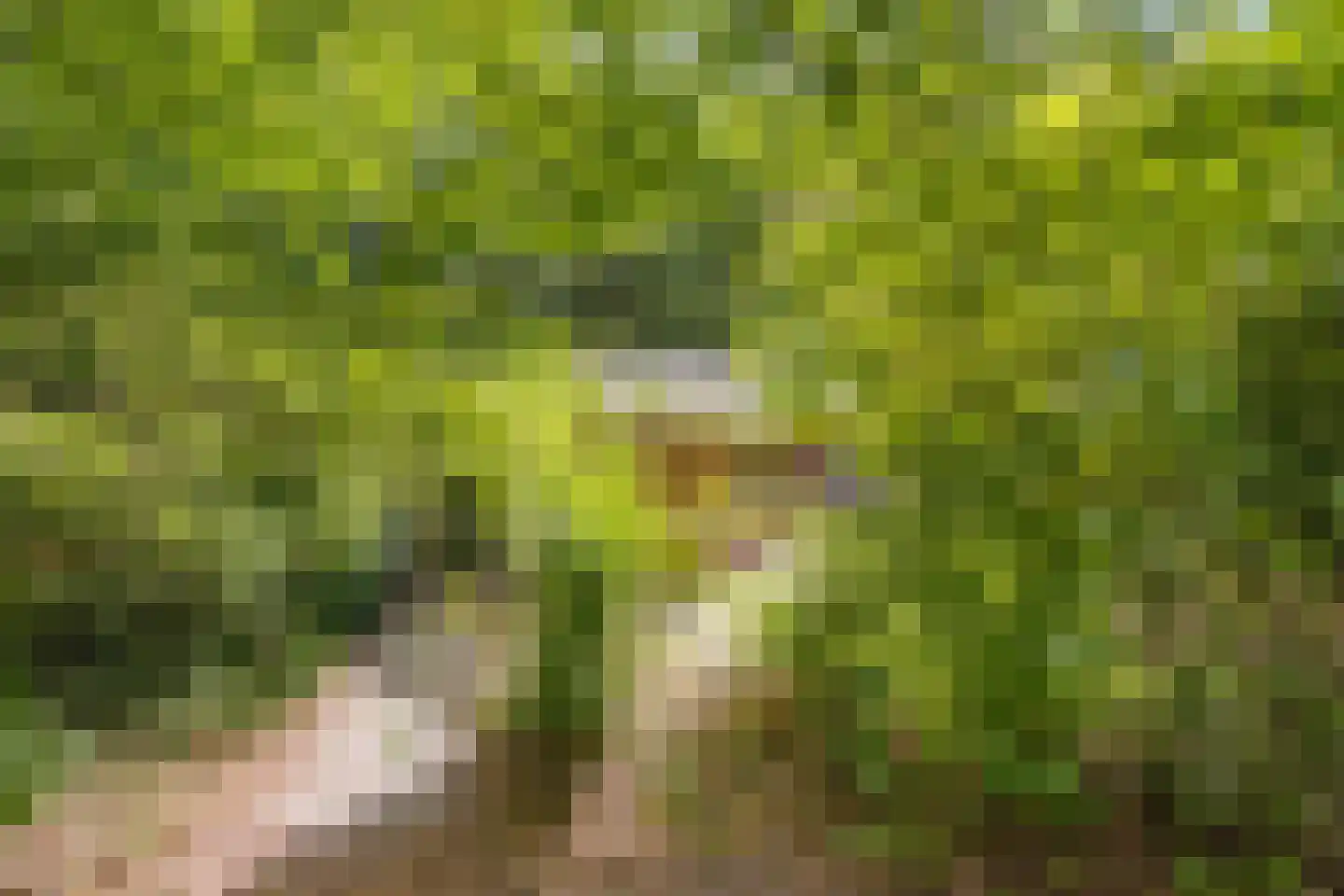 Slenerweg 83 04 Schoonoord thumbnail 29