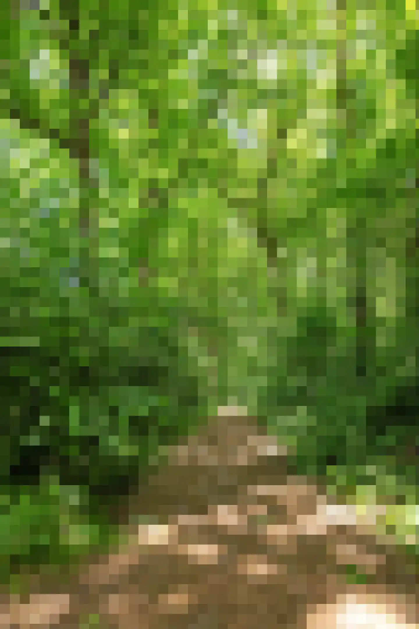 Slenerweg 83 10 Schoonoord thumbnail 38