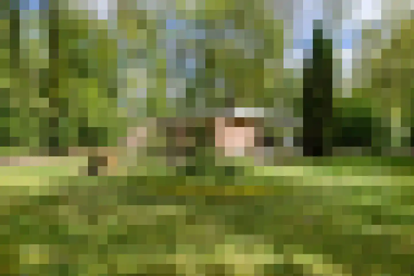 Slenerweg 83 41 Schoonoord thumbnail 6