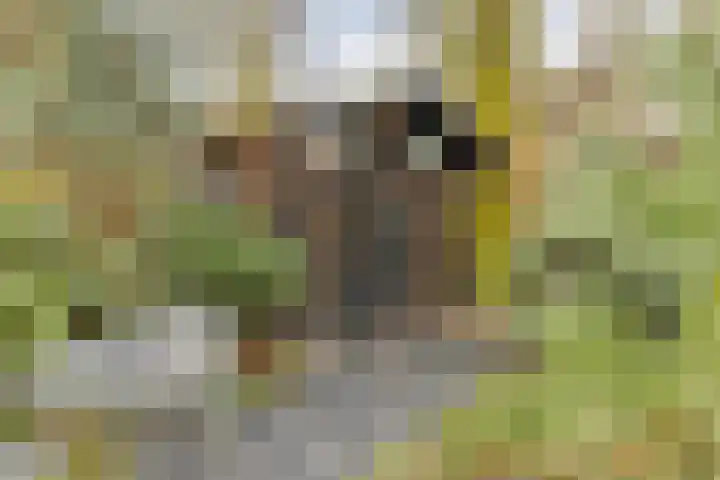 Slenk 73 Gemert thumbnail 31