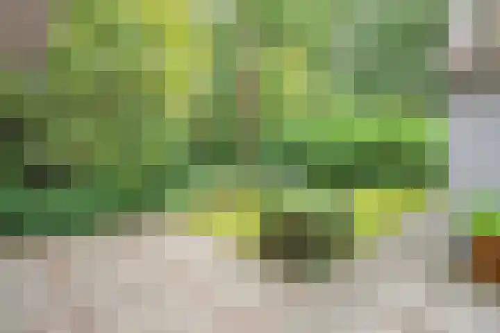 Slennebroekerweg 7 Dalfsen thumbnail 29