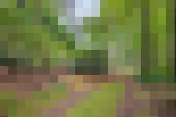 Slennebroekerweg 7 Dalfsen thumbnail 39