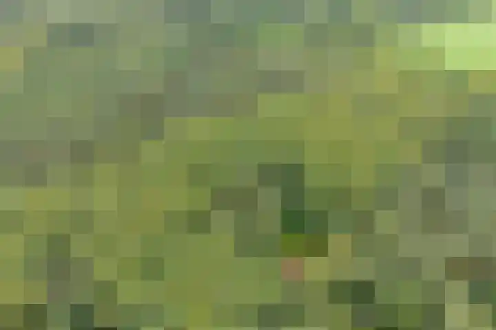 Slennebroekerweg 7 Dalfsen thumbnail 45