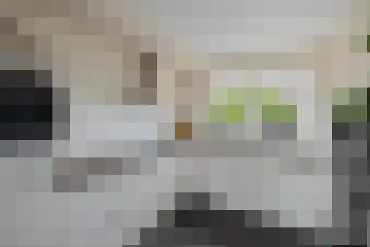 Sleutelbloem 11 Mariënheem thumbnail 11
