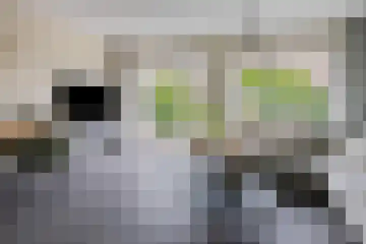 Sleutelbloem 11 Mariënheem thumbnail 4