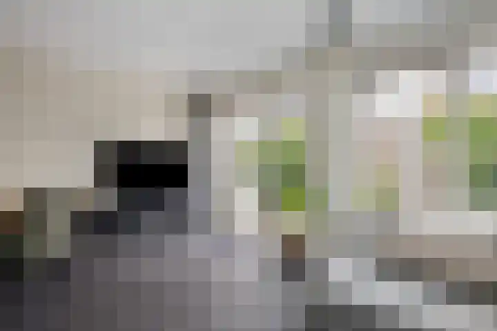 Sleutelbloem 11 Mariënheem thumbnail 5