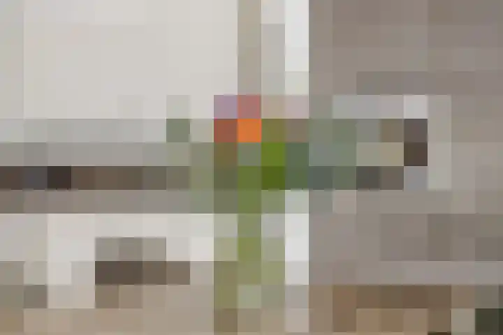 Sleutelbloem 12 Deurne thumbnail 22