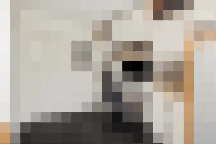 Sleutelbloem 12 Deurne thumbnail 23