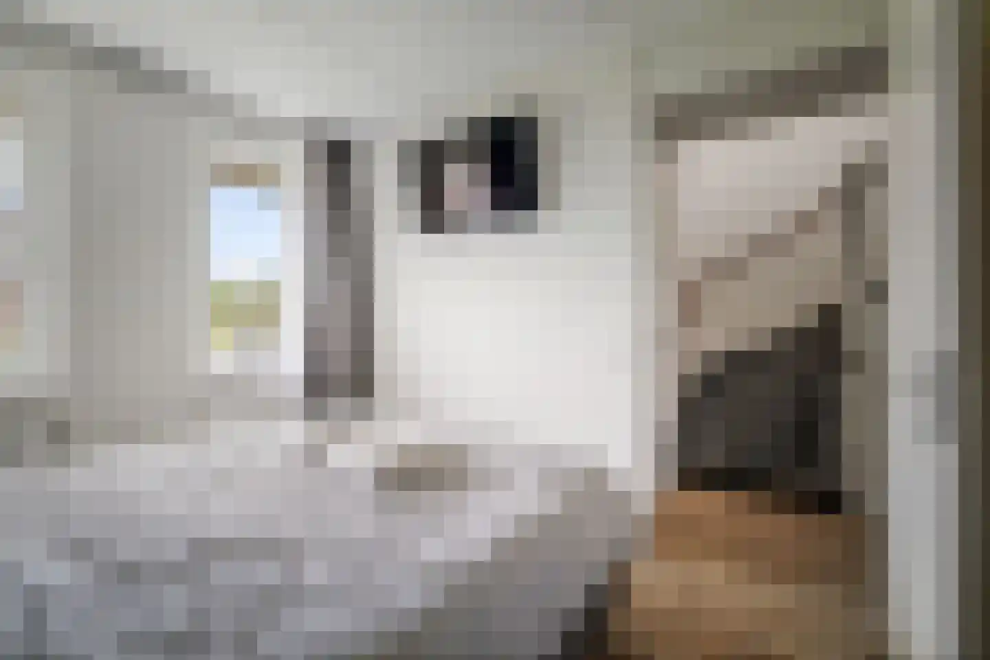 Sleutelbloem 12 Twello thumbnail 15