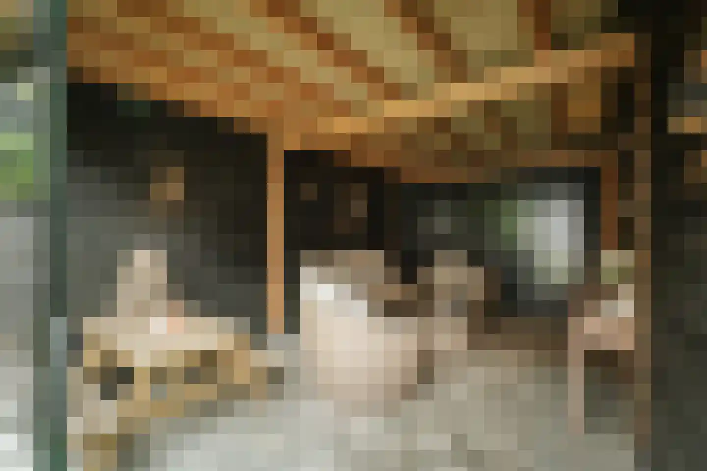 Sleutelbloem 12 Twello thumbnail 27