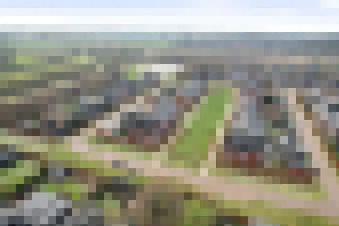 Sleutelbloem 12 Twello thumbnail 34