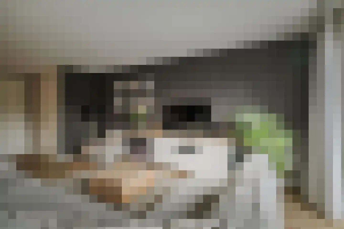Sleutelbloem 12 Twello thumbnail 8