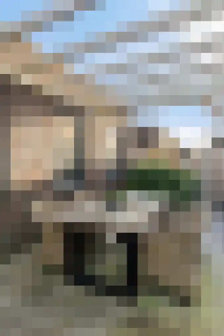 Sleutelbloem 147 Leek thumbnail 40