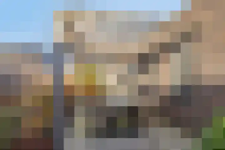 Sleutelbloem 147 Leek thumbnail 42