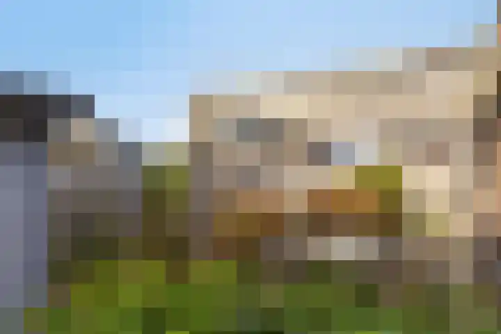 Sleutelbloem 147 Leek thumbnail 43