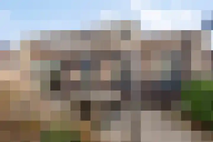 Sleutelbloem 147 Leek thumbnail 44