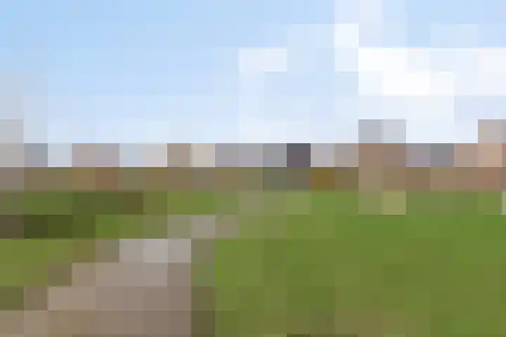 Sleutelbloem 147 Leek thumbnail 46