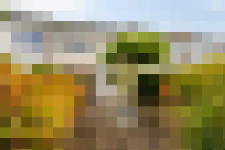 Sleutelbloem 19 Castricum thumbnail 34