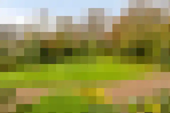 Sleutelbloem 19 Castricum thumbnail 38