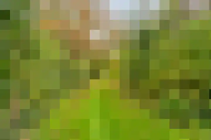 Sleutelbloem 19 Castricum thumbnail 39