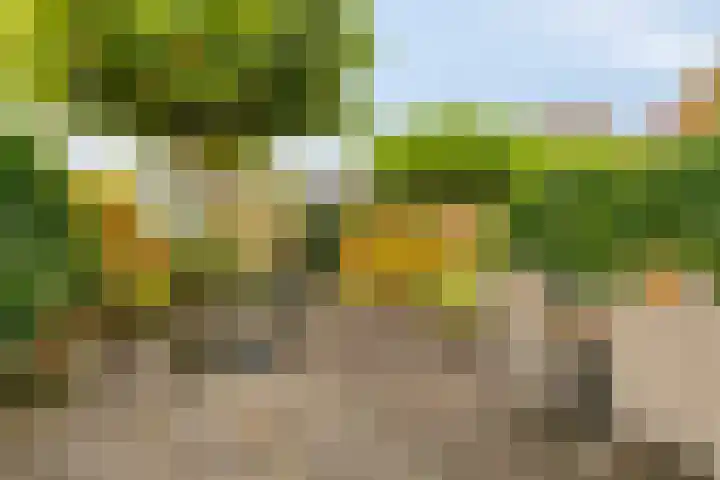 Sleutelbloem 19 Castricum thumbnail 4