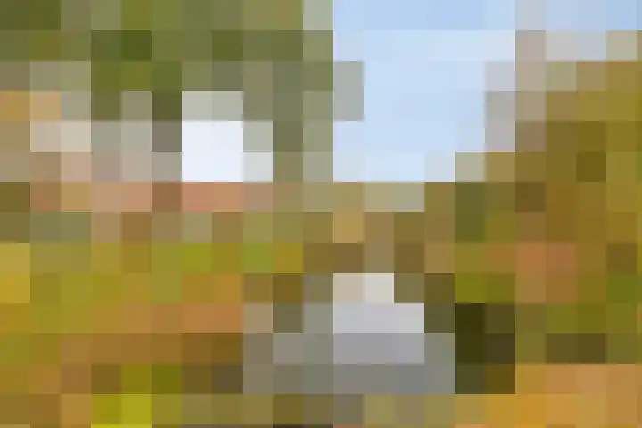 Sleutelbloem 19 Castricum thumbnail 40