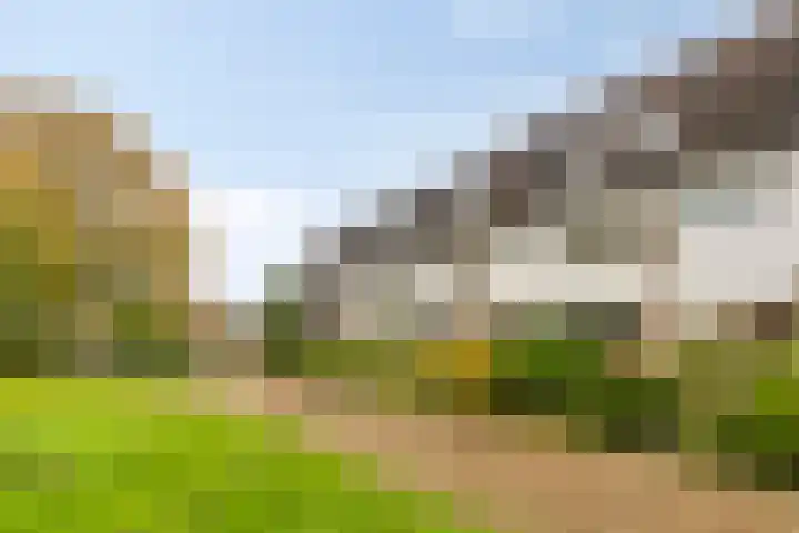 Sleutelbloem 19 Castricum thumbnail 6