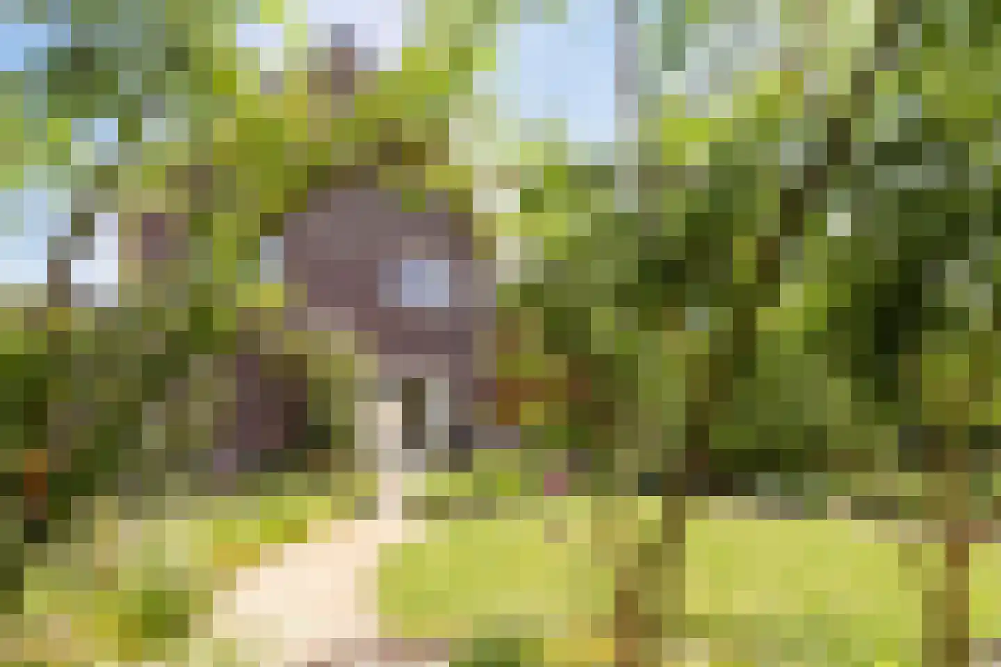 Sleutelbloem 22 Eijsden thumbnail 62