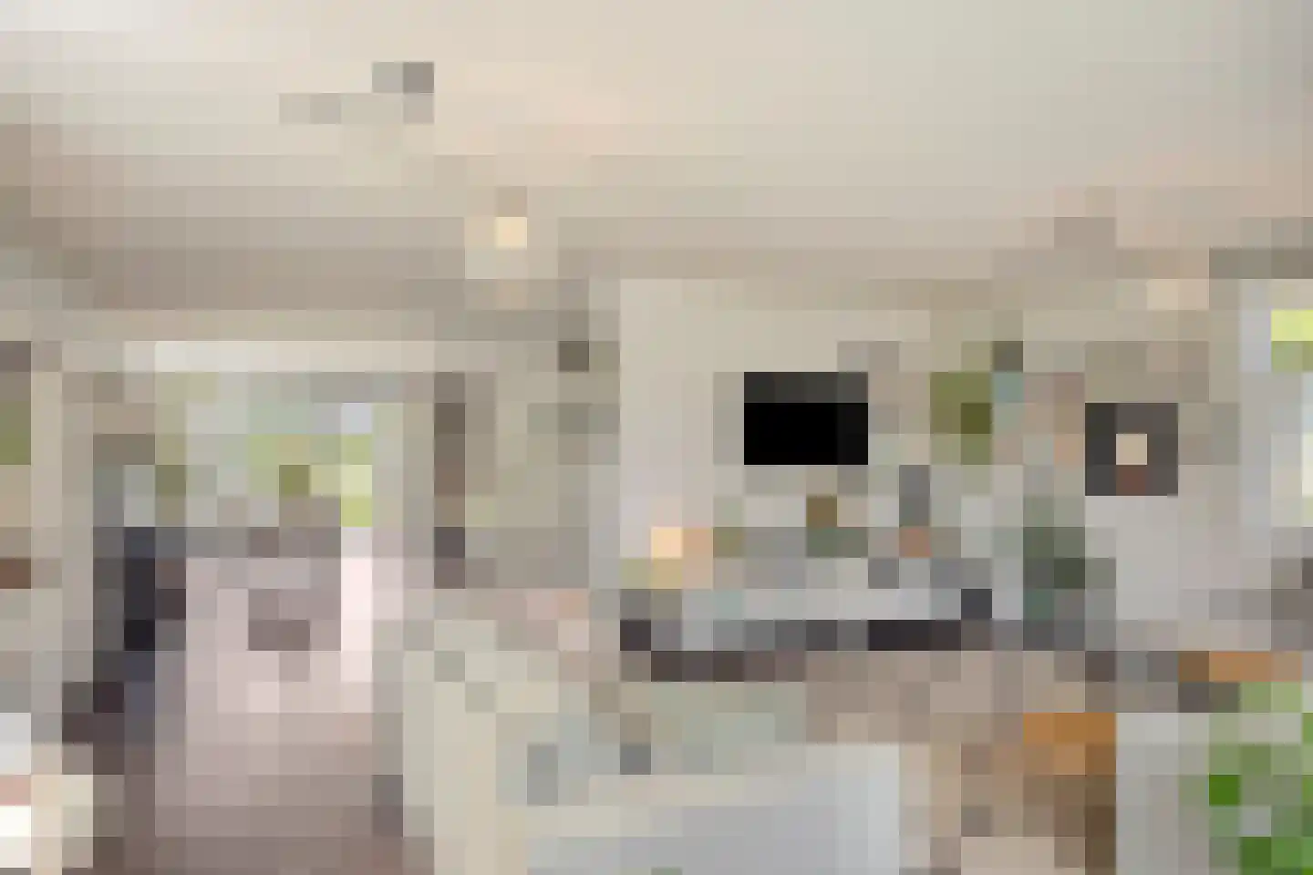 Sleutelbloem 22 Eijsden thumbnail 8
