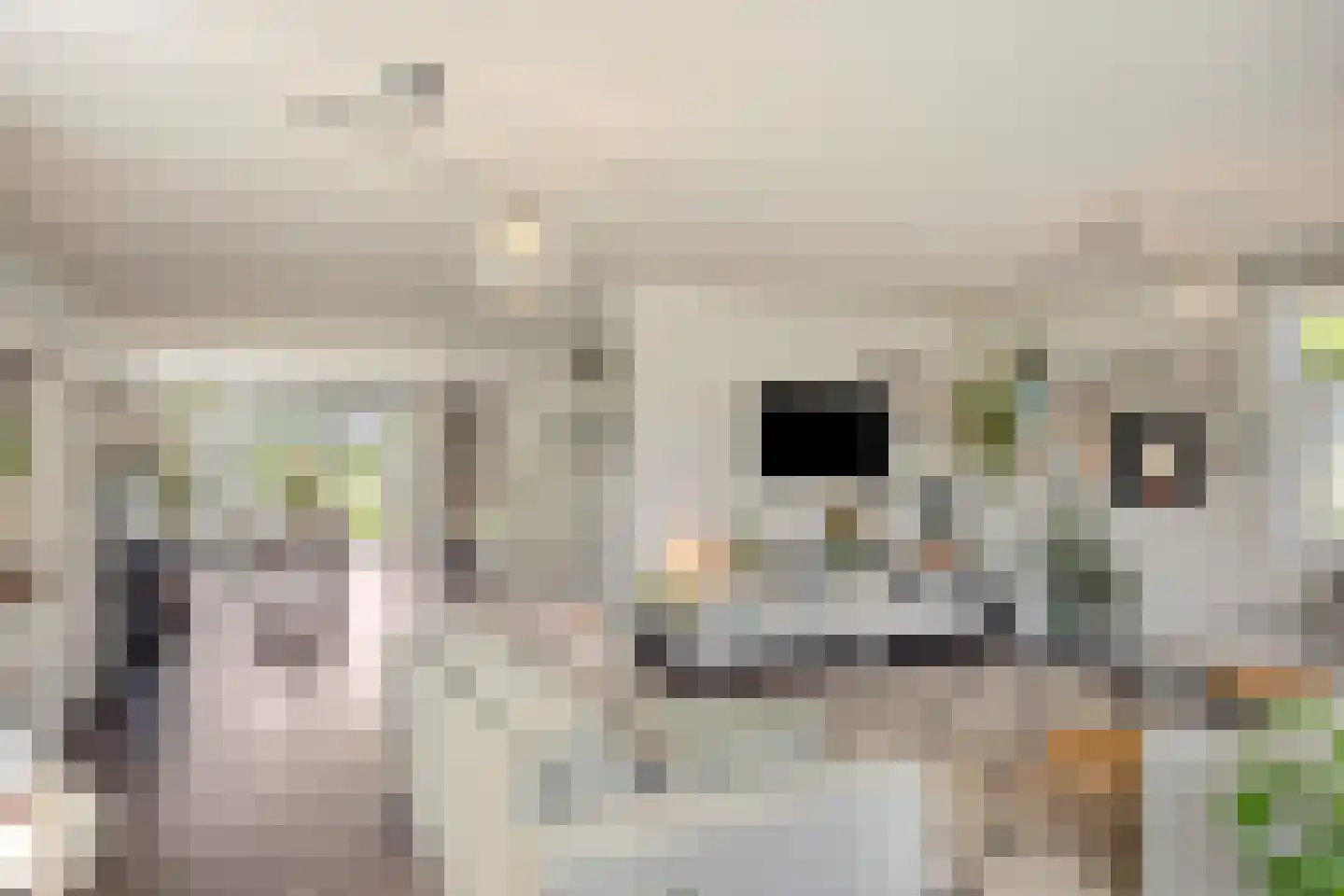 Sleutelbloem 22 Eijsden thumbnail 9