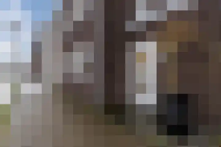 Sleutelbloem 27 Bodegraven thumbnail 9