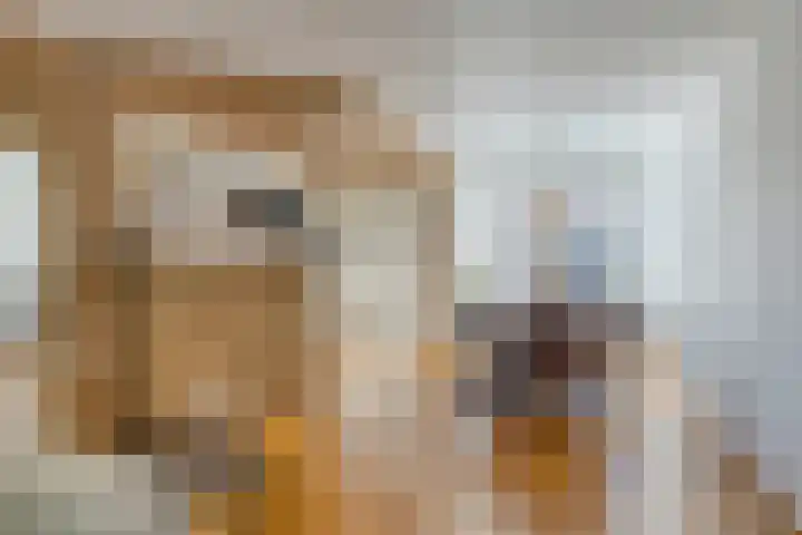 Sleutelbloem 31 Opmeer thumbnail 12