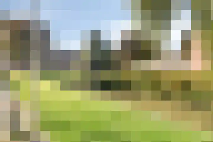 Sleutelbloem 31 Opmeer thumbnail 38