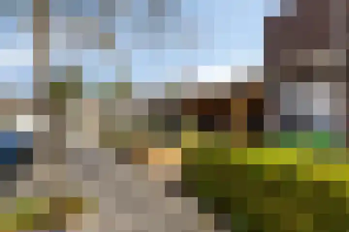 Sleutelbloem 31 Opmeer thumbnail 41