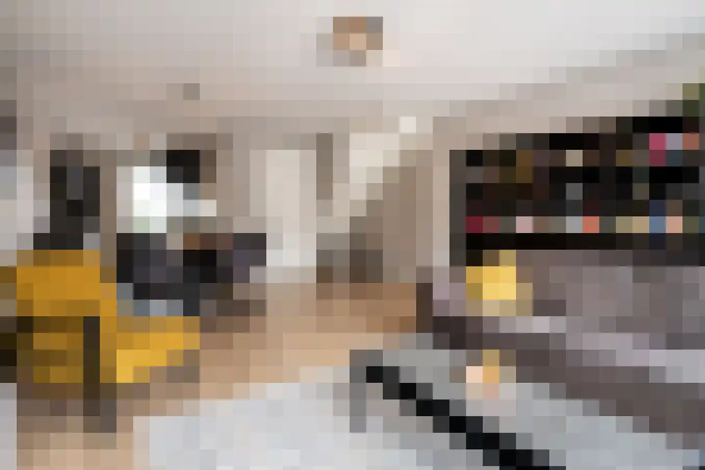 Sleutelbloem 33 Berghem thumbnail 10