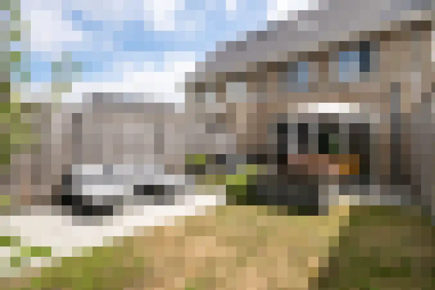 Sleutelbloem 33 Berghem thumbnail 19
