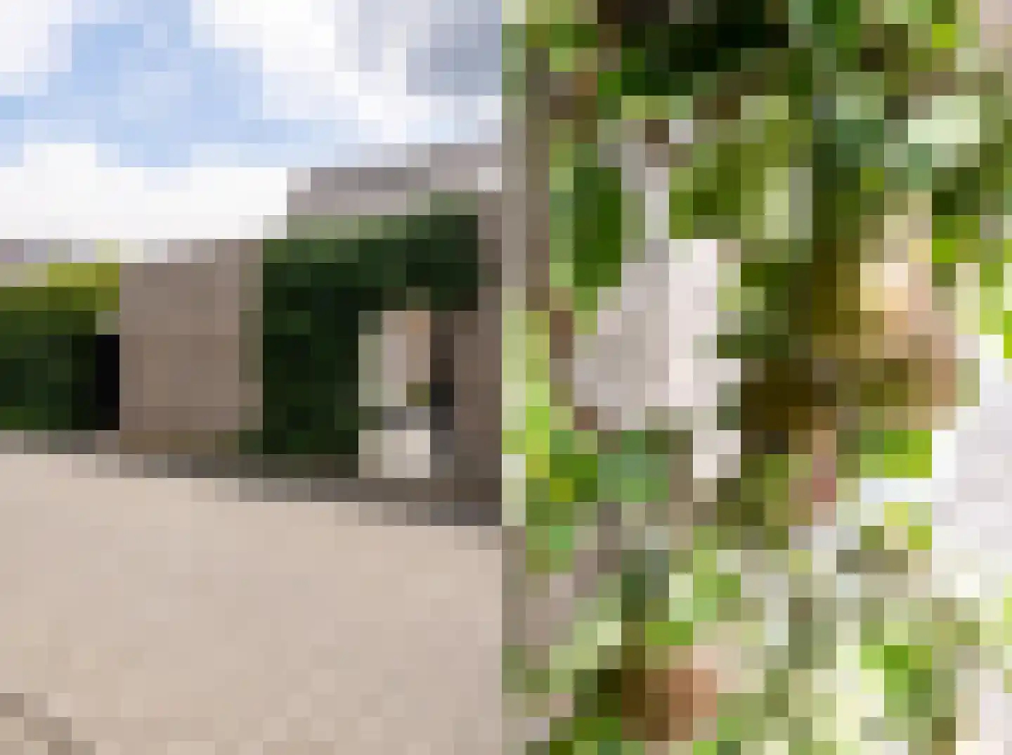 Sleutelbloem 33 Berghem thumbnail 22