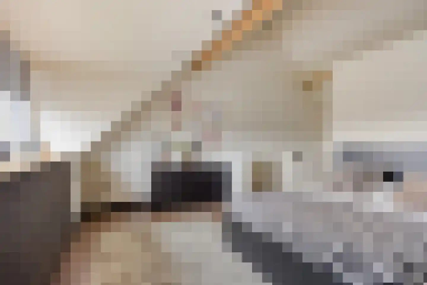 Sleutelbloem 36 Berghem thumbnail 21